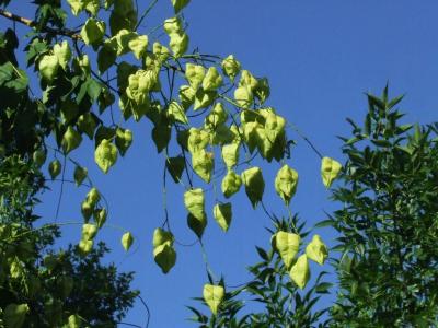 Прикрепленное изображение: kc03.jpg